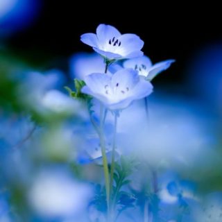 biru bunga alami iPhone4s Wallpaper
