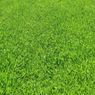 hijau rumput alami iPhone4s Wallpaper