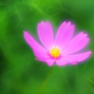 bunga alami ungu iPhone4s Wallpaper