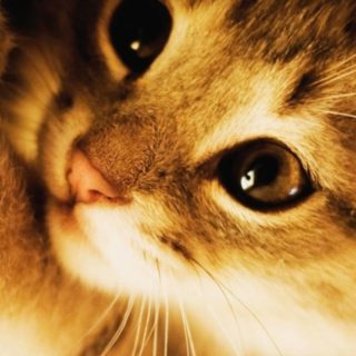 kucing kitten iPhone4s Wallpaper