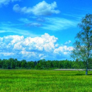 pemandangan hijau padang rumput iPhone4s Wallpaper