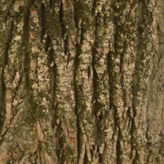 pohon teh hijau iPhone4s Wallpaper