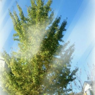 Pemandangan Pohon iPhone5s / iPhone5c / iPhone5 Wallpaper