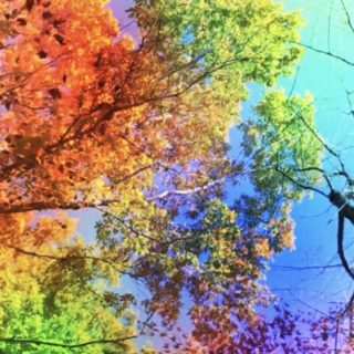 Pohon berwarna-warni iPhone5s / iPhone5c / iPhone5 Wallpaper