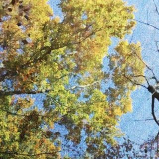 Pohon hijau iPhone5s / iPhone5c / iPhone5 Wallpaper