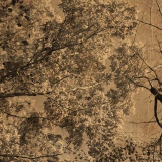 Pohon Sepia iPhone5s / iPhone5c / iPhone5 Wallpaper