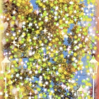 Bintang pohon jalanan iPhone5s / iPhone5c / iPhone5 Wallpaper