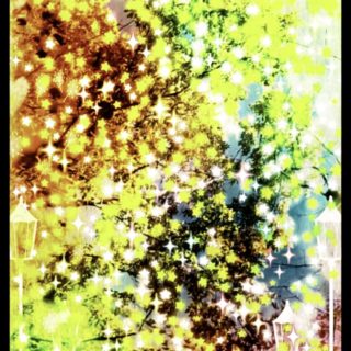 Bintang pohon jalanan iPhone5s / iPhone5c / iPhone5 Wallpaper