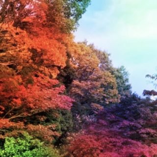 Musim gugur daun berwarna-warni iPhone5s / iPhone5c / iPhone5 Wallpaper
