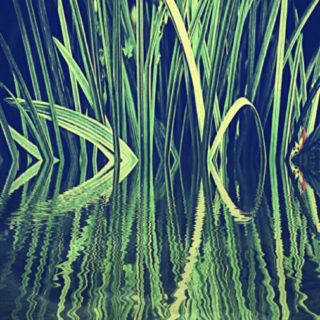 Reed hijau iPhone5s / iPhone5c / iPhone5 Wallpaper