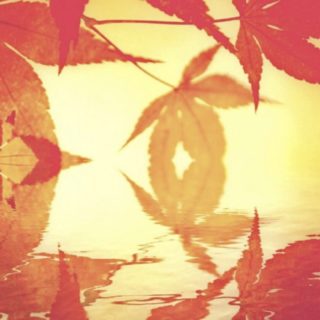 Permukaan air daun musim gugur iPhone5s / iPhone5c / iPhone5 Wallpaper