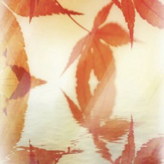 Permukaan air daun musim gugur iPhone5s / iPhone5c / iPhone5 Wallpaper