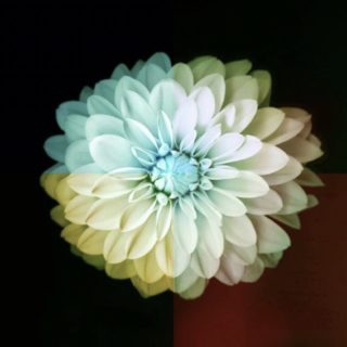 Bunga Keren iPhone5s / iPhone5c / iPhone5 Wallpaper
