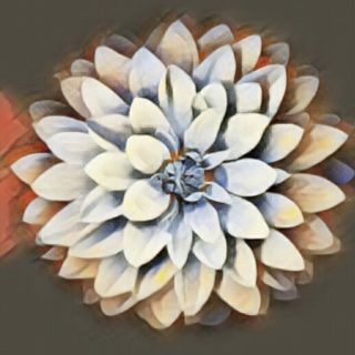 Bunga putih iPhone5s / iPhone5c / iPhone5 Wallpaper
