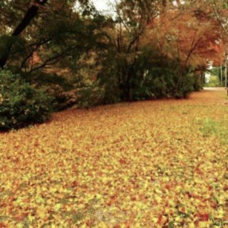 Jatuh daun jatuh iPhone5s / iPhone5c / iPhone5 Wallpaper