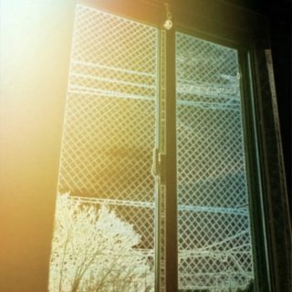 Bingkai jendela pohon iPhone5s / iPhone5c / iPhone5 Wallpaper