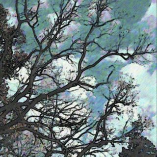 Langit pohon iPhone5s / iPhone5c / iPhone5 Wallpaper
