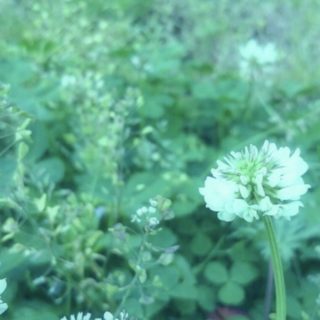 Bunga semanggi putih iPhone5s / iPhone5c / iPhone5 Wallpaper