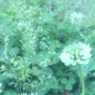 Bunga semanggi putih iPhone5s / iPhone5c / iPhone5 Wallpaper