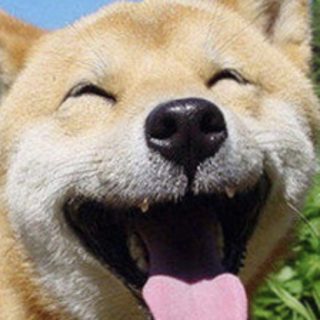 Senyum Anjing iPhone5s / iPhone5c / iPhone5 Wallpaper