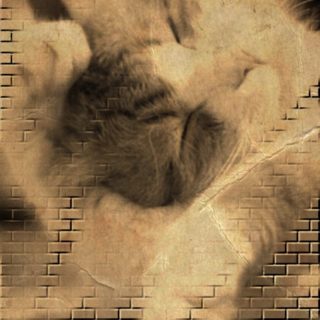 Bata kucing iPhone5s / iPhone5c / iPhone5 Wallpaper