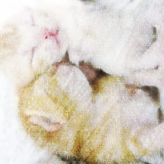 Gambar kucing iPhone5s / iPhone5c / iPhone5 Wallpaper