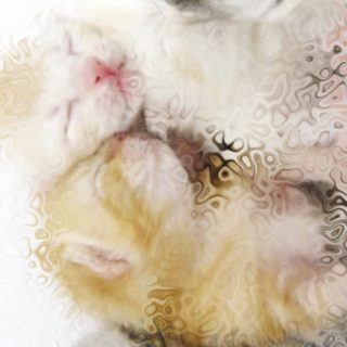 Keluarga kucing iPhone5s / iPhone5c / iPhone5 Wallpaper