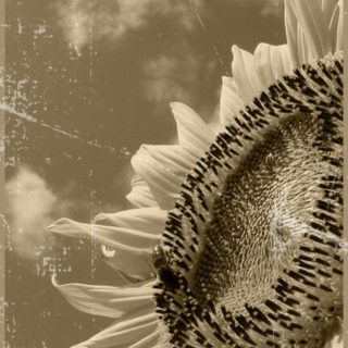 Bunga matahari hitam dan putih iPhone5s / iPhone5c / iPhone5 Wallpaper