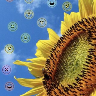 Wajah bunga matahari iPhone5s / iPhone5c / iPhone5 Wallpaper