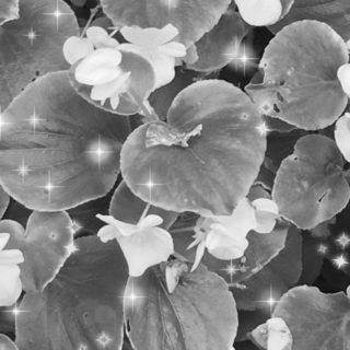 Bunga hitam dan putih iPhone5s / iPhone5c / iPhone5 Wallpaper