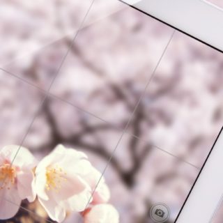 apple pemandangan iPhone5s / iPhone5c / iPhone5 Wallpaper