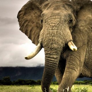 gajah hewan iPhone5s / iPhone5c / iPhone5 Wallpaper
