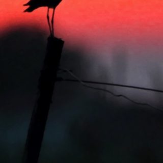pemandangan Hewan Burung iPhone5s / iPhone5c / iPhone5 Wallpaper