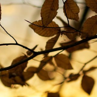 alam daun kering oranye iPhone5s / iPhone5c / iPhone5 Wallpaper