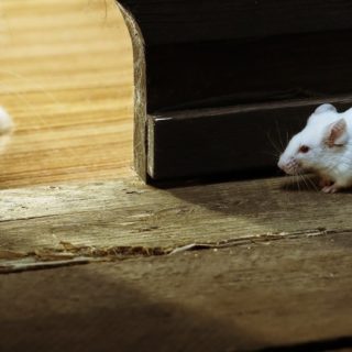 pemandangan tikus hewan iPhone5s / iPhone5c / iPhone5 Wallpaper