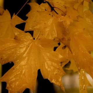 daun musim gugur jeruk alami iPhone5s / iPhone5c / iPhone5 Wallpaper