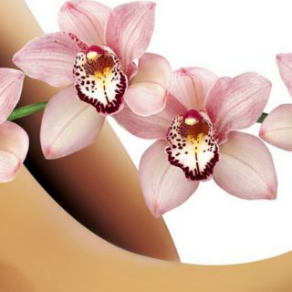 bunga merah muda alami iPhone5s / iPhone5c / iPhone5 Wallpaper
