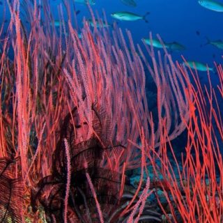biru anemon laut merah hewan iPhone5s / iPhone5c / iPhone5 Wallpaper
