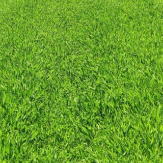 hijau rumput alami iPhone5s / iPhone5c / iPhone5 Wallpaper