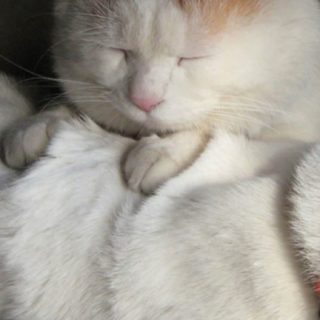 Kucing gemuk iPhone5s / iPhone5c / iPhone5 Wallpaper