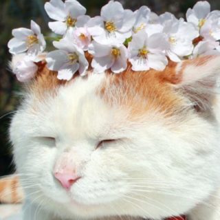 kucing putih bunga iPhone5s / iPhone5c / iPhone5 Wallpaper