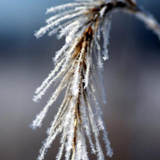 rumput pampas salju alami iPhone5s / iPhone5c / iPhone5 Wallpaper