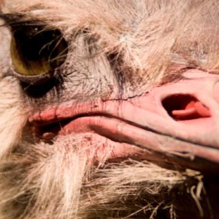 Do-butsutori iPhone5s / iPhone5c / iPhone5 Wallpaper