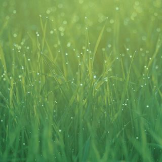 hijau rumput alam iPhone5s / iPhone5c / iPhone5 Wallpaper