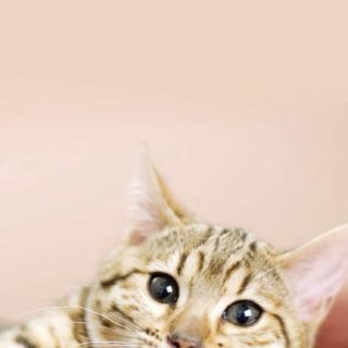 Kucing iPhone5s / iPhone5c / iPhone5 Wallpaper