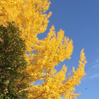 daun lanskap musim gugur iPhone5s / iPhone5c / iPhone5 Wallpaper