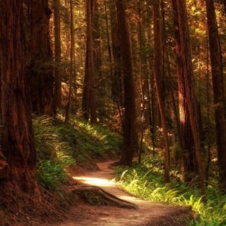 hutan lanskap iPhone5s / iPhone5c / iPhone5 Wallpaper