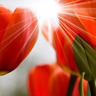 merah bunga alami iPhone5s / iPhone5c / iPhone5 Wallpaper