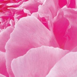 bunga merah muda alami iPhone5s / iPhone5c / iPhone5 Wallpaper