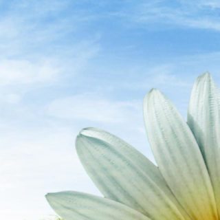 pemandangan langit bunga hijau iPhone5s / iPhone5c / iPhone5 Wallpaper